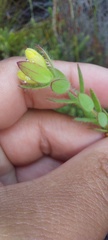 Gnidia humilis
