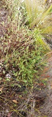 Gnidia humilis