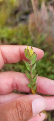 Gnidia humilis