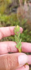 Gnidia humilis
