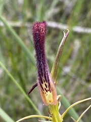 Cryptostylis hunteriana