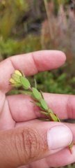 Gnidia humilis