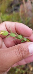 Gnidia humilis