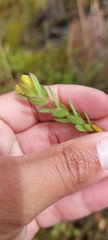 Gnidia humilis