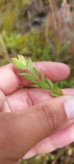 Gnidia humilis
