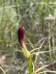 Cryptostylis hunteriana
