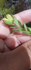 Gnidia humilis