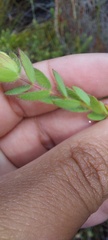 Gnidia humilis