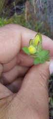 Gnidia humilis