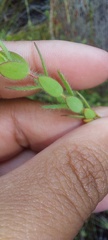Gnidia humilis