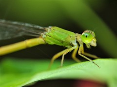 Ceriagrion coromandelianum