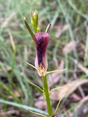 Cryptostylis hunteriana