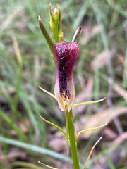 Cryptostylis hunteriana