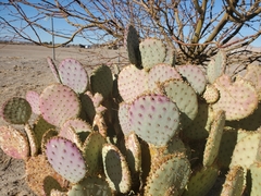 Opuntia chlorotica