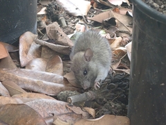 Rattus exulans