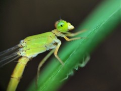 Ceriagrion coromandelianum