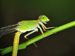 Ceriagrion coromandelianum