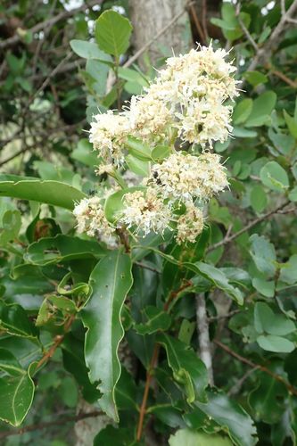Image of Galpinia transvaalica by no rights reserved