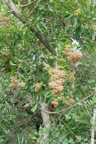 Image of Galpinia transvaalica by no rights reserved