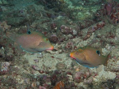 Canthigaster papua