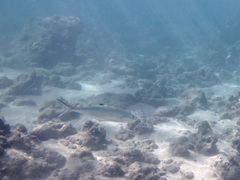 Scomberoides lysan