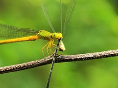 Ceriagrion coromandelianum