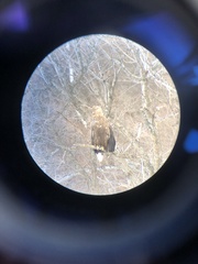 Haliaeetus albicilla
