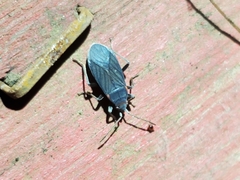 Melacoryphus rubicollis