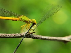 Ceriagrion coromandelianum