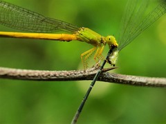 Ceriagrion coromandelianum