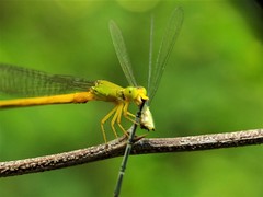 Ceriagrion coromandelianum