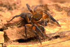 Cyrba nigrimana