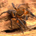 Orange Cyrba Jumping Spider - Photo (c) Rudolph Steenkamp, some rights reserved (CC BY-NC), uploaded by Rudolph Steenkamp