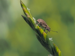 Polydrusus piliferus