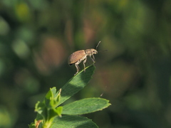 Polydrusus piliferus