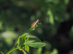 Polydrusus piliferus