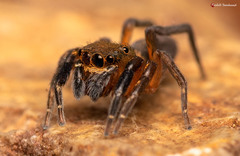 Cyrba nigrimana