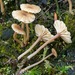 Lichen Agaric - Photo (c) Adam Bryant, some rights reserved (CC BY-NC), uploaded by Adam Bryant