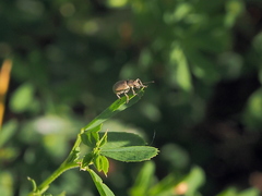 Polydrusus piliferus