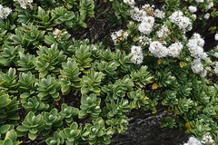 Veronica topiaria