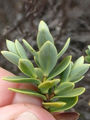 Veronica topiaria