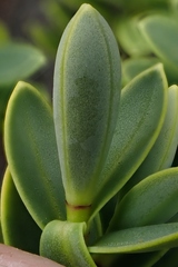 Veronica topiaria