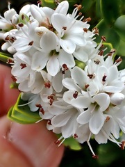 Veronica topiaria