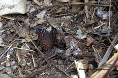 Precis octavia octavia