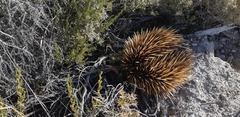 Tachyglossus aculeatus multiaculeatus