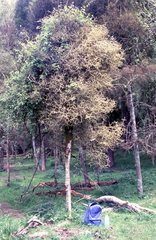 Pittosporum obcordatum