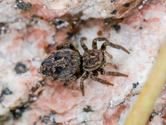 Attulus talgarensis