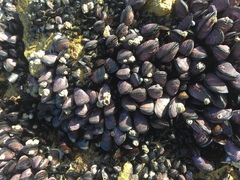 Brachidontes rostratus