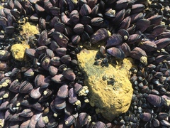 Brachidontes rostratus