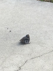 Passer domesticus